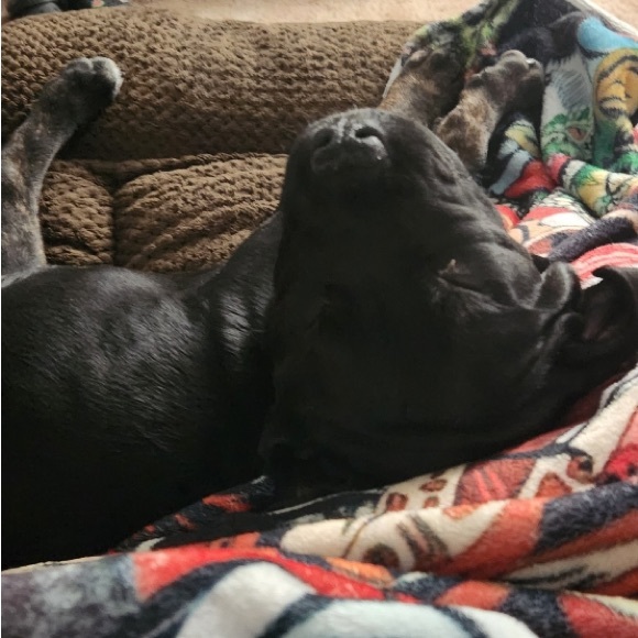 MEET YOUR RESCUE MAMA! โญ๏ธ๐๐๐๐ถ๐ด - Picture 15 of 17
